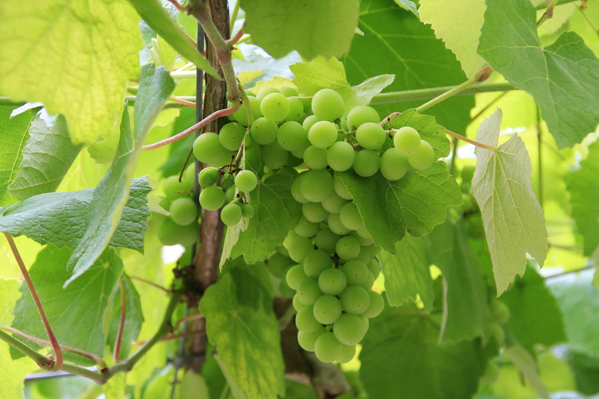 Bunches of green Albariño grapes on the vine