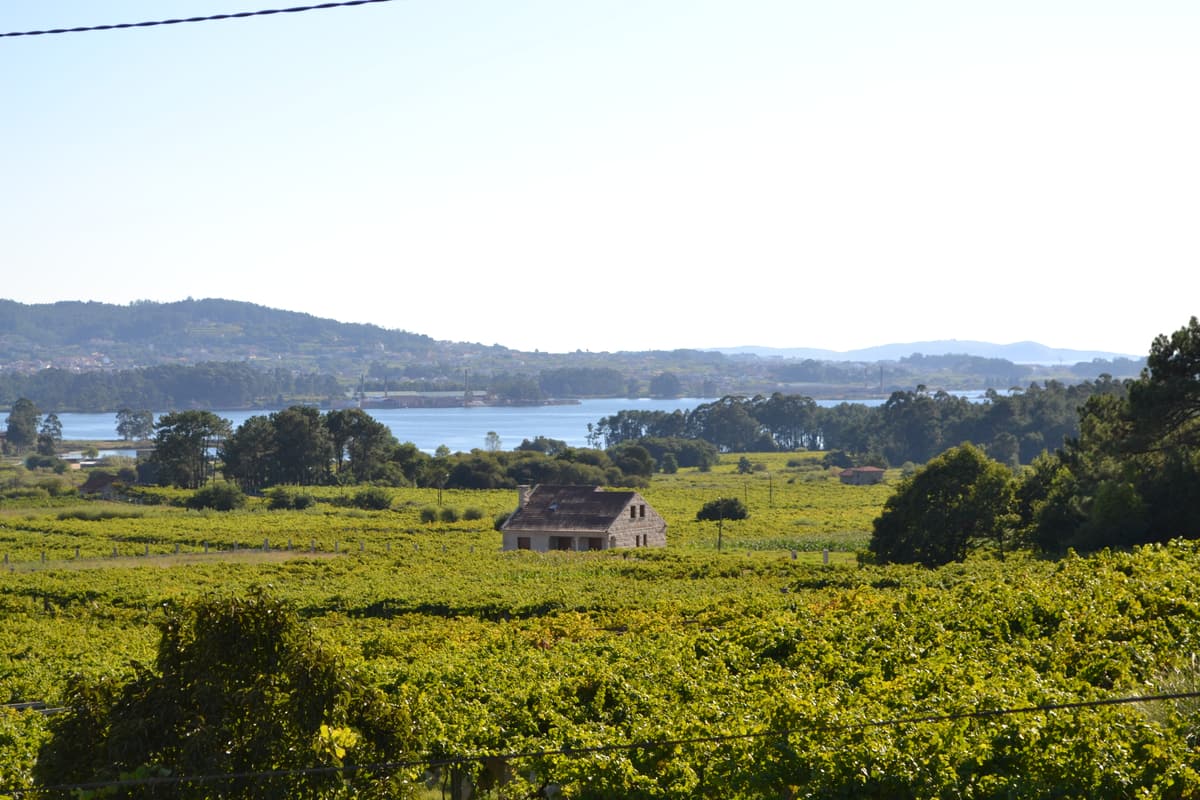 Albariño vineyards near Cambados in the Salnés valley