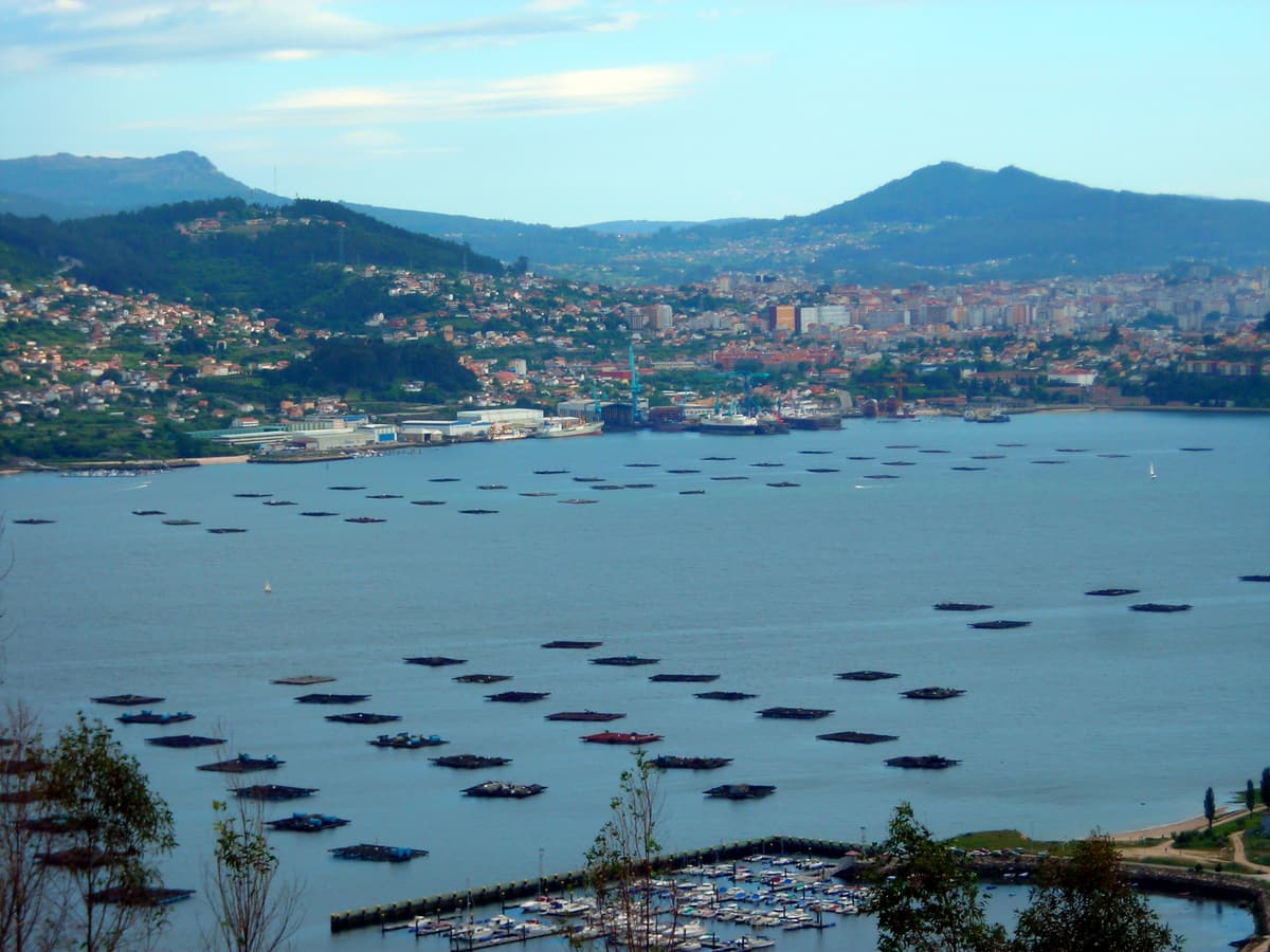 Rows of floating mussel rafts on the Ría de Vigo below green hills