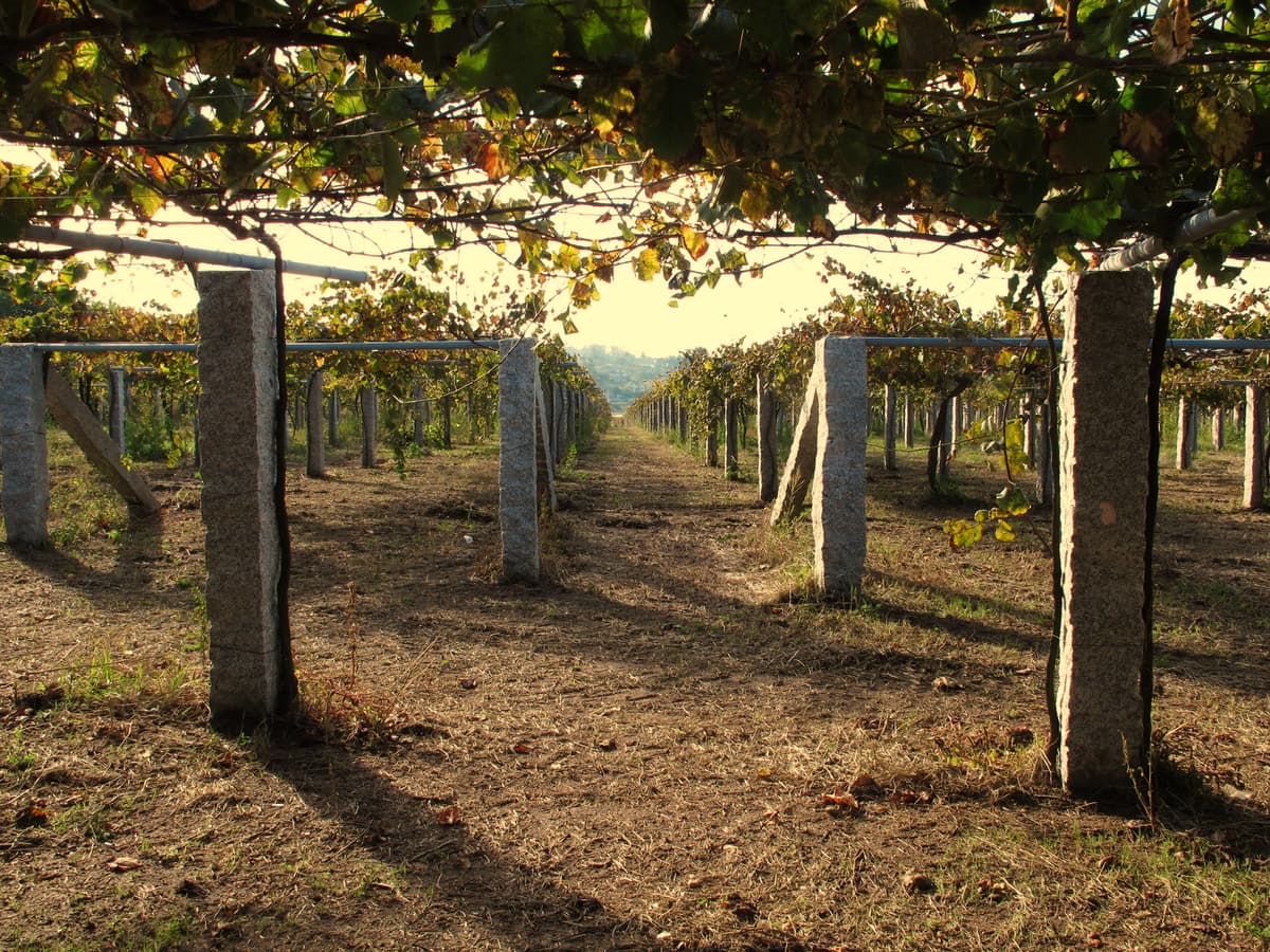 Vines trained on a traditional granite-post pergola in the Rías Baixas